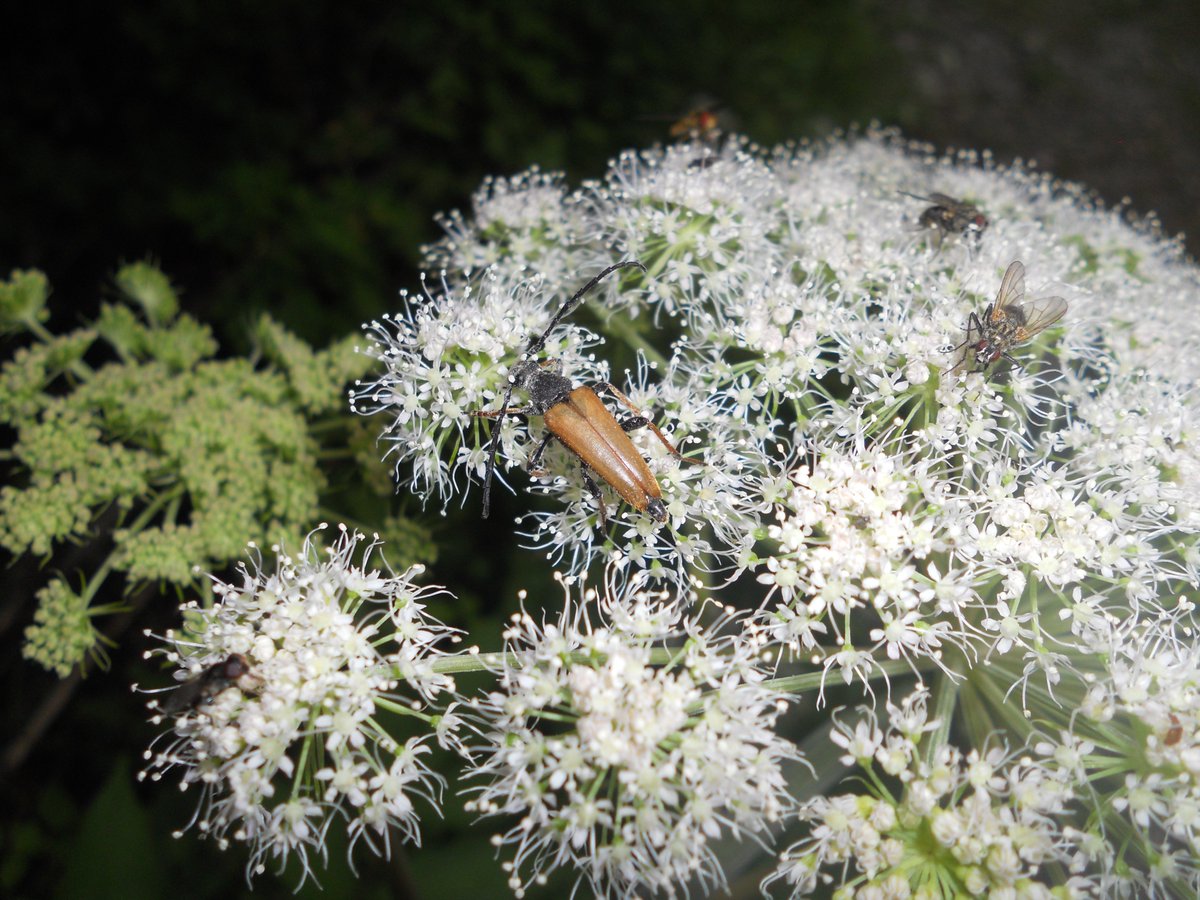 SamuelMarent's tweet photo. #Stictoleptura rubra, male. #Cerambycidae
#incsect #coleoptera #summer #photography #nature https://t.co/T25ayulueE