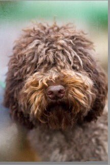 BarbetAmerica's tweet image. @akcdoglovers @NPurebredDogDay Who can resist a #Barbet puppy face? Come see us at Meet The Breeds in Feb.!  #WKCDogShow #Raredogs