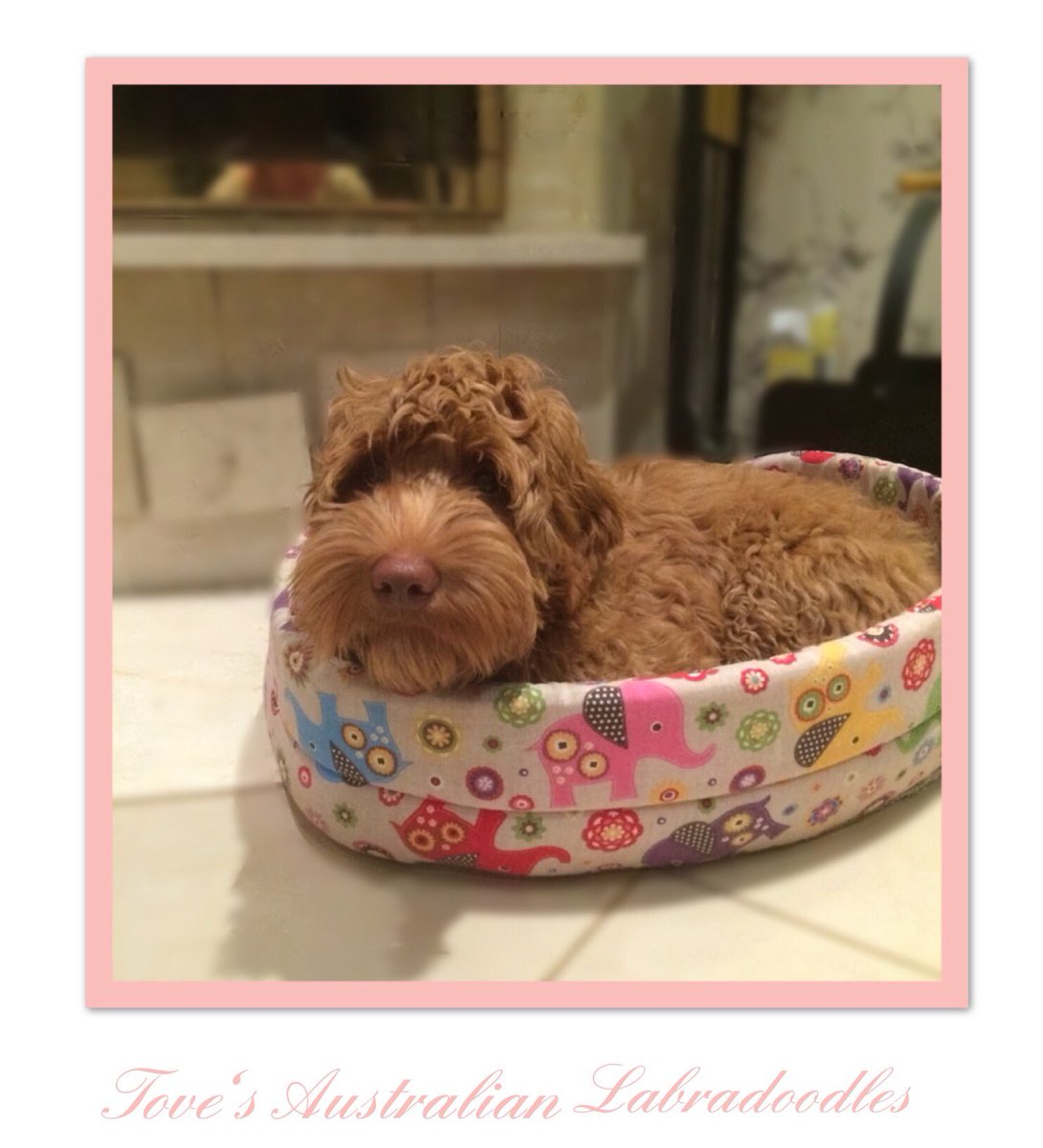 Labradoodles_T's tweet photo. That face! 💗 Too cute Australian labradoodle puppy 😍🐾 #ald #australianlabradoodle #toves #tovesaustralianlabradoodles #puppy #kasvattajat https://t.co/4GufomGSAg