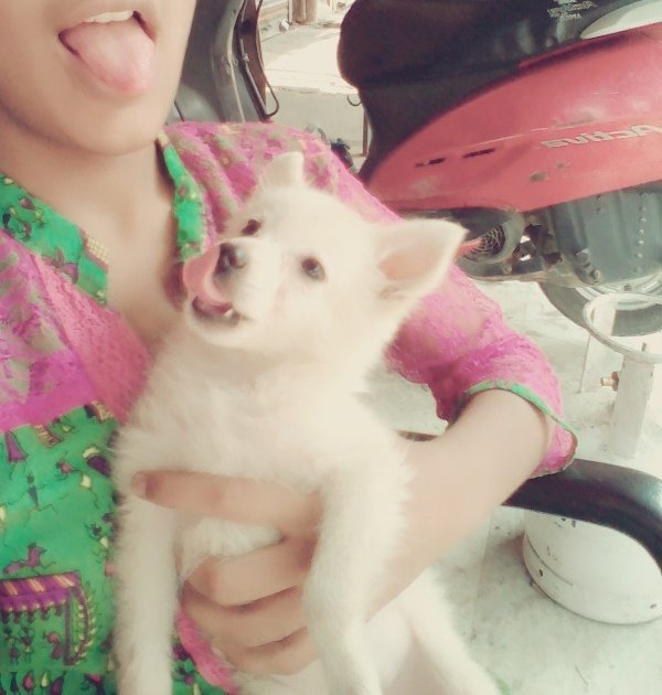 Dog Rescue India (DogAdoptionIND) Twitter