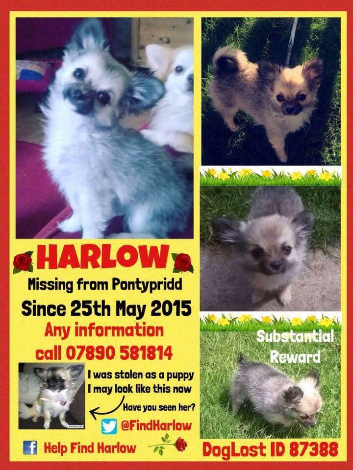 Missing_Pets1 tweet media