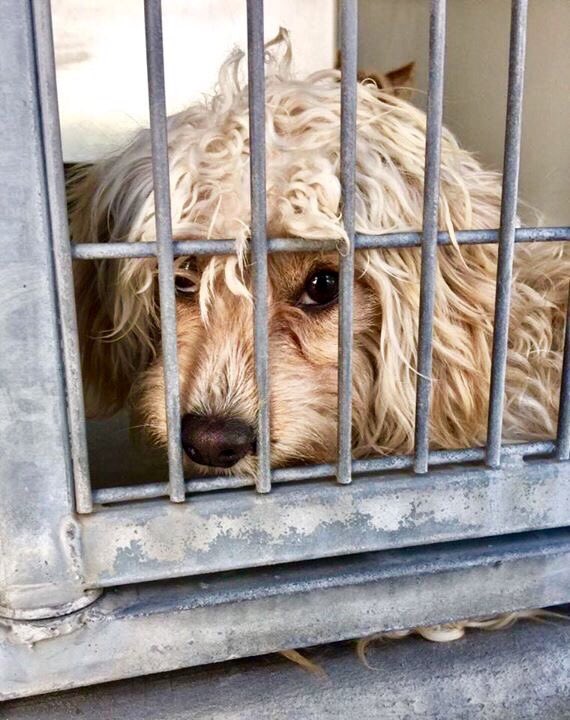 Pup Aid 2026 tweet media