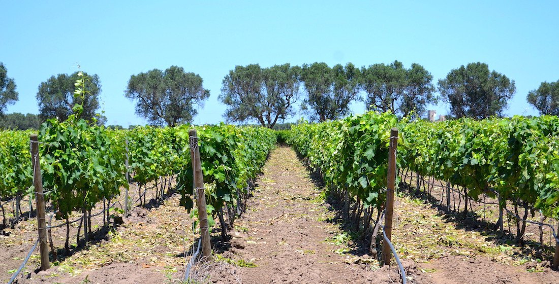 Torleanzi's tweet photo. Visita il nostro sito per scoprire tutte le caratteristiche dei nostri #vigneti! https://t.co/7RFhUvgqTB #vino #wine #winelovers https://t.co/m32uO7ephF
