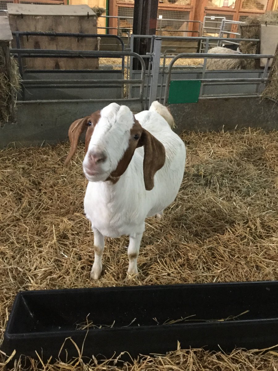 OddsFarmPark's tweet photo. Hi Amber!! #boer #goat #nanny https://t.co/1ehPMt0e33