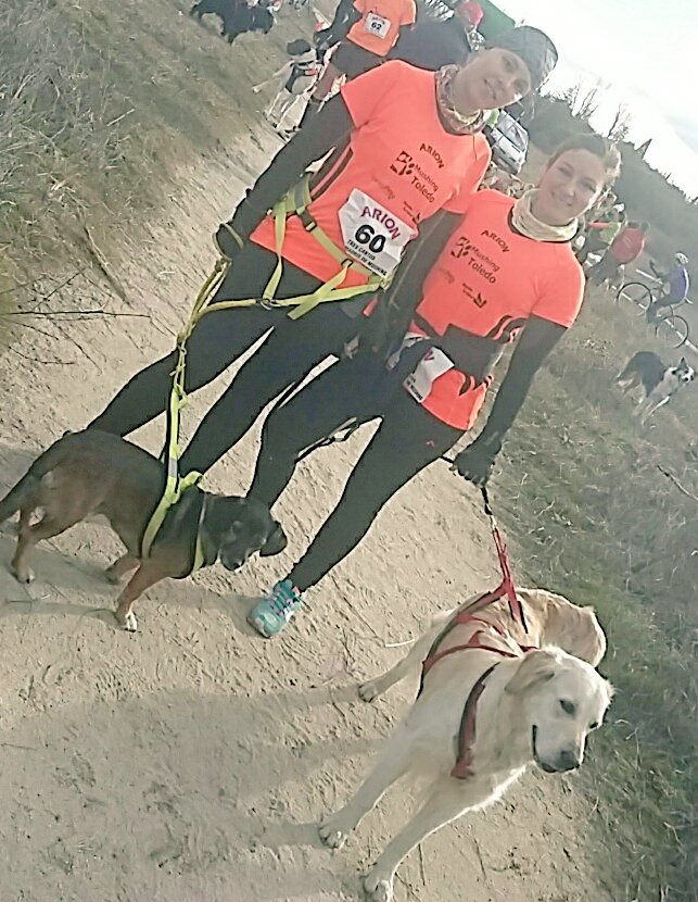 <a href="/mushingtoledo/">mushing toledo</a> preparado! Disfrutando del I #canicross de #TresCantos con @Arion_ES <a href="/canicross_3c/">Tricantino Canicross</a> Arionízate!!😉🐶🐕