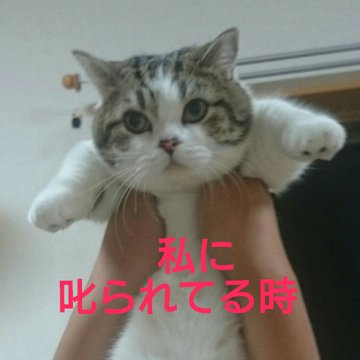 ねこも相手を見て態度を変える 夫と妻が叱ったときの比較画像が話題に トゥギャッチ