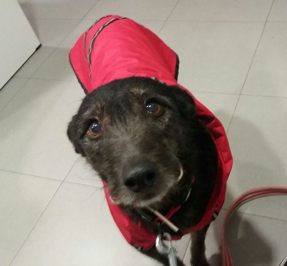 SosAbuelos1's tweet photo. Olivia (8 años) Madrid
Tan maltratada tan invisible y siendo tan especial... 
facenuevavida@gmail.com 
https://t.co/1ZcSY3JpoZ https://t.co/VxFRKToGhG