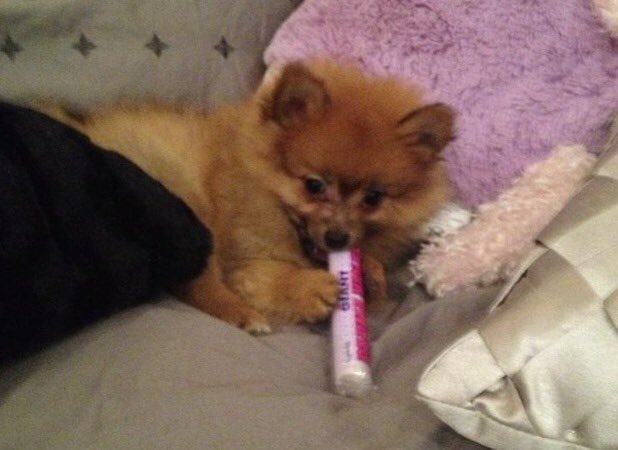 hatchidadog's tweet photo. Chewing https://t.co/vOi0k8DnqT