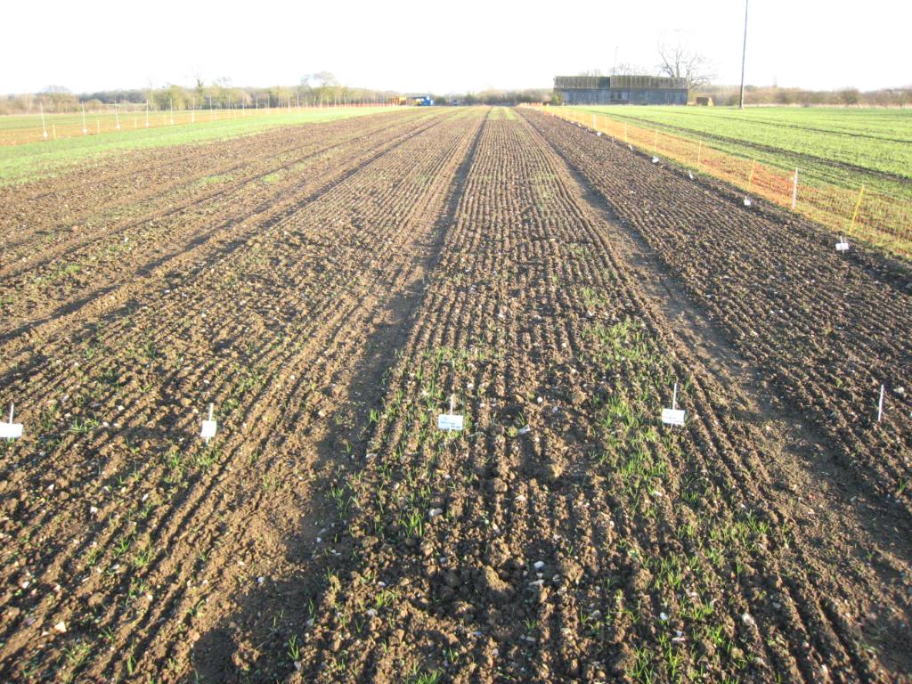 FarmViewUK's tweet photo. Watching how #blackgrasscontrol is progressing this year #weedscreen site at Chishill https://t.co/jMeF8m5ieO