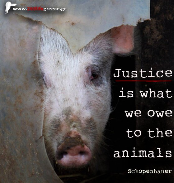 269lifeGreece's tweet photo. Not pity, but justice is what we owe to the animals. #AnimalRights #269Life #Farm365 #GoVegan #GoVegan2017 #Free269 #Free269GoVegan https://t.co/vG21zuk5BS