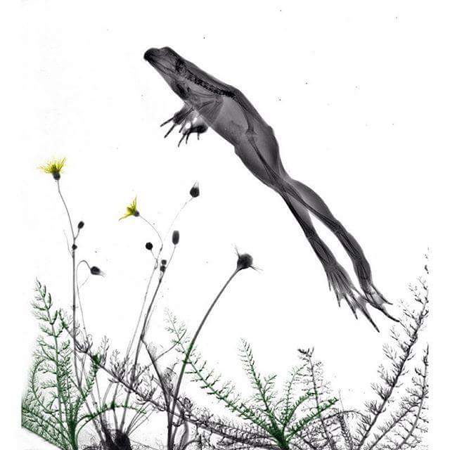 FuenteApolo's tweet photo. X -rays of Natura FROG ✌🐸 #radiology #art  #frogbody #RadOnc #yosoyradioncólogo https://t.co/tDru46g9rr