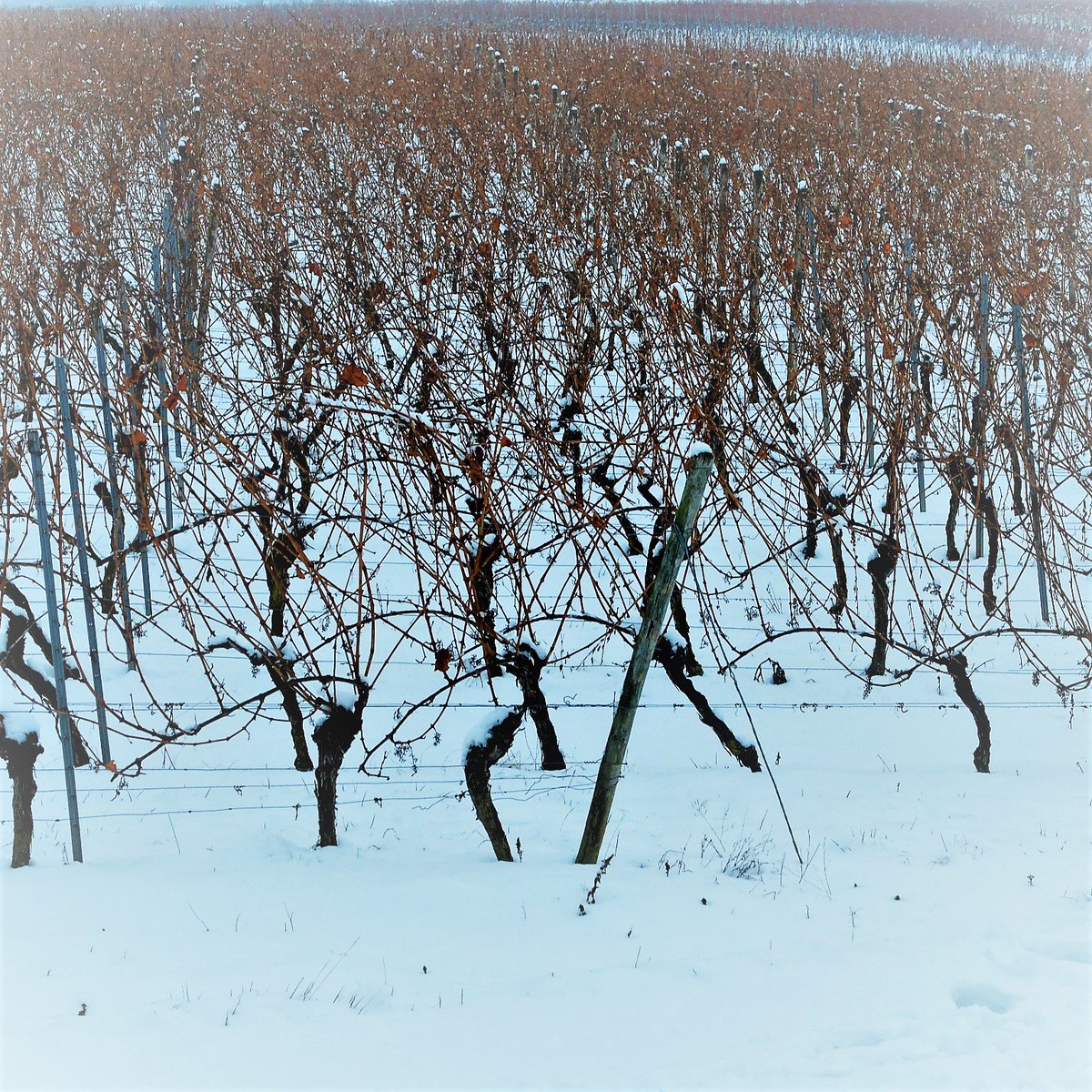 weingut_tesch's tweet photo. STILL &amp; STARR | Winter vineyards
#nahe #winter #frost #riesling #nahe #pinot #finewine #langenlonsheim #rheinlandpfalz #germany https://t.co/pfGeALbzir