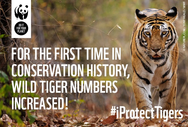 We love this fact from 2016! What’s your favourite fact about tigers? 🐯 #iProtectTigers