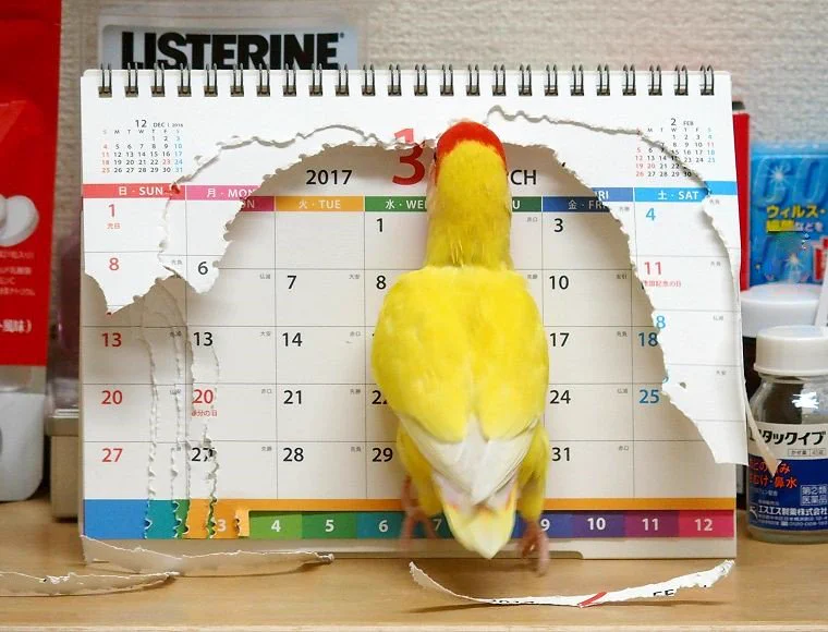 ちょっ、待ってwww時を進めるインコがすごいw