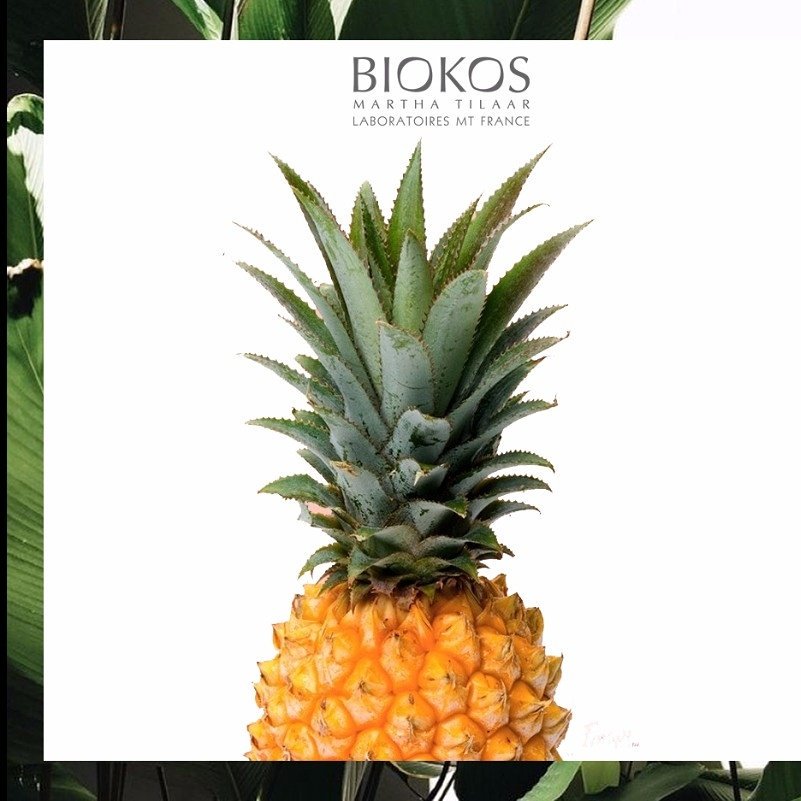 Biokos_MT's tweet photo. Buah nanas dapat membantu dietmu agar lebih maksimal, buah nanas mengandung banyak nutrisi yang di butuhkan tubuh. https://t.co/P0YXNv78zJ