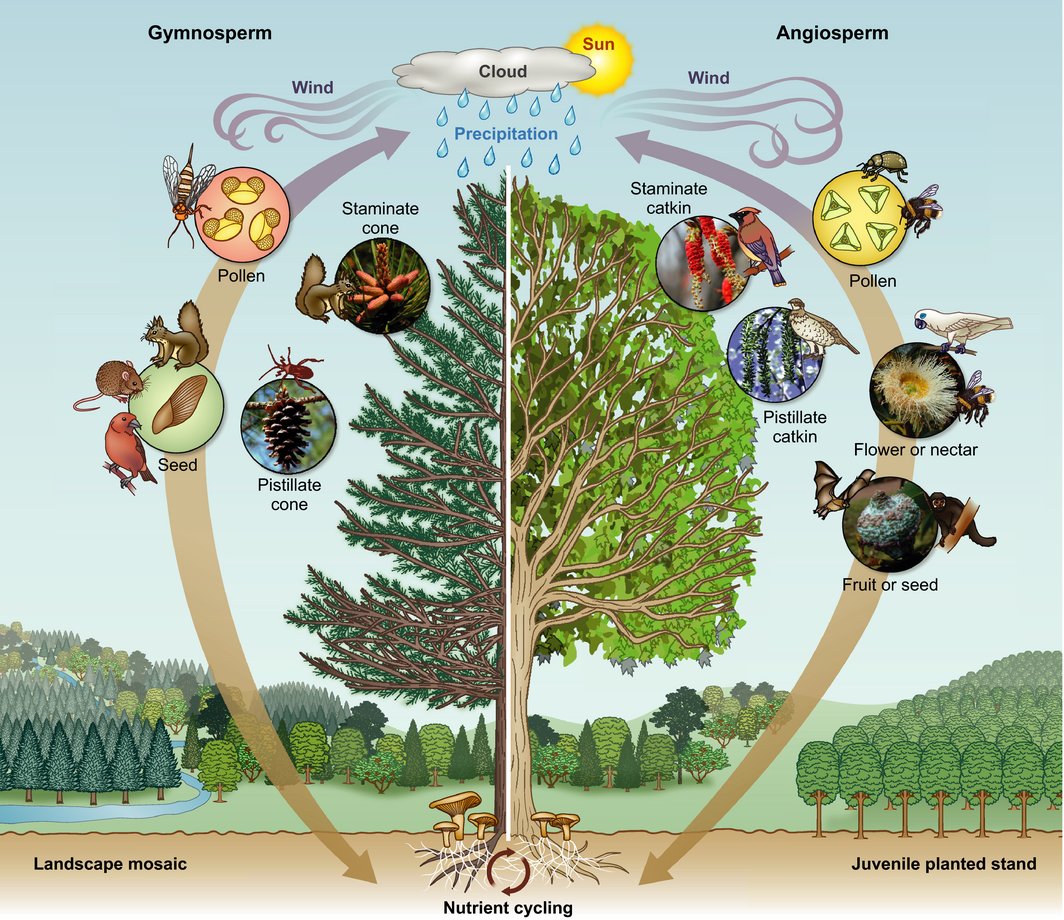 NewPhyt's tweet photo. Reproductive modification in forest plantations: biodiversity and society #Tansleyreview @shstrauss @OSUForestry https://t.co/ipqBymH9BA https://t.co/f9Sk4Lshdx