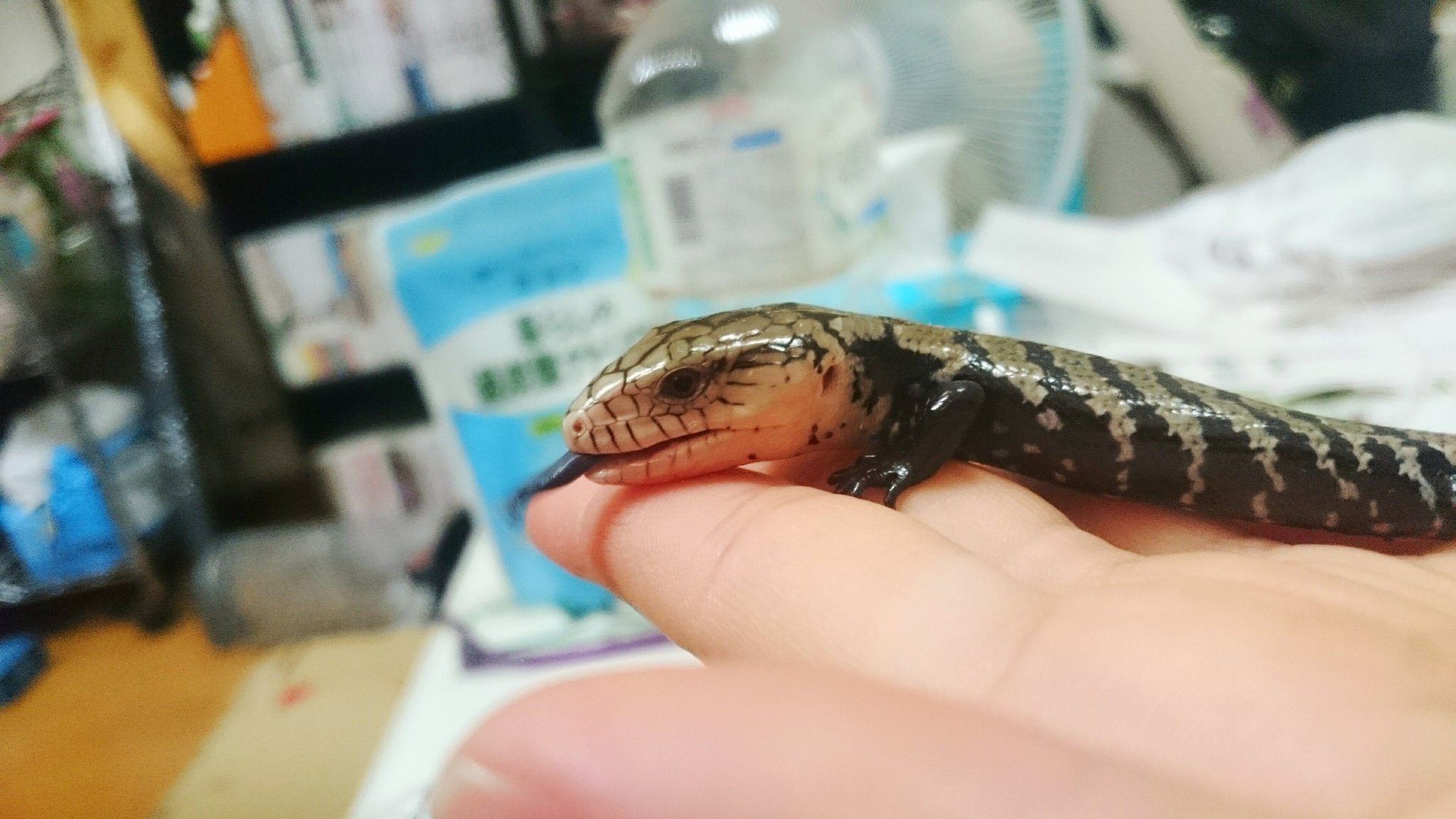 庭芝 En Twitter お迎え報告 アンボンアオジタトカゲ 迷ったけど 触らせてもらったときの小さいトカゲ感にやられた 茶色味の少ないモノトーンっぽい子がいたのでその子に 小さいっすね めんこい 成長が早いそうなので楽しみ アンボンアオジタトカゲ 冬レプ