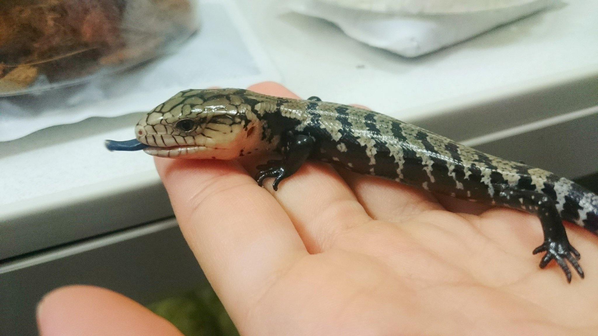 庭芝 En Twitter お迎え報告 アンボンアオジタトカゲ 迷ったけど 触らせてもらったときの小さいトカゲ感にやられた 茶色味の少ないモノトーンっぽい子がいたのでその子に 小さいっすね めんこい 成長が早いそうなので楽しみ アンボンアオジタトカゲ 冬レプ