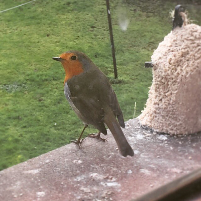 jenjenallan's tweet photo. My new bird friend! #mywindowsill #robinredbreast #robin #birdsofinstagram #favouritebird https://t.co/JOuzZUlQIc