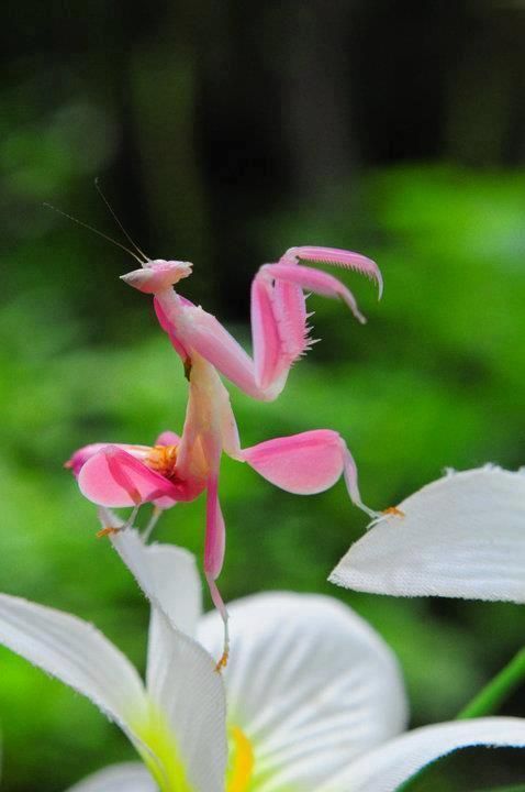 Hymenopus coronatus (known as orchid mantis) is from Malaysia, Indonesian &amp; Sumatran rain forests.
