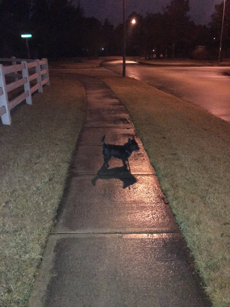 Colonelcairn's tweet image. On point on this morning's patrol. Pvt. Bella has my six. #ZSHQ