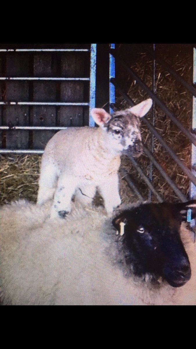 Shillingham's tweet photo. Counting down.... #lamb #2017 #cornwall #FarmLife #lambs #shillingham https://t.co/zP0hxxHEgC
