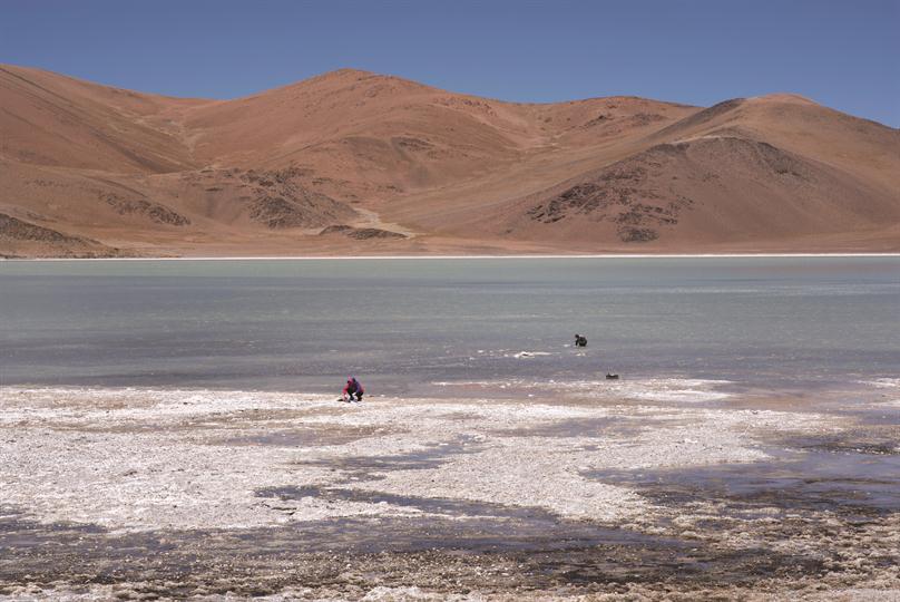 LNRevista's tweet photo. Salven a las bacterias. En la Puna, una bióloga argentina creó un Arca de Noé para preservar microorganismos https://t.co/3ANuwGfTFE https://t.co/DXN33p2TOg