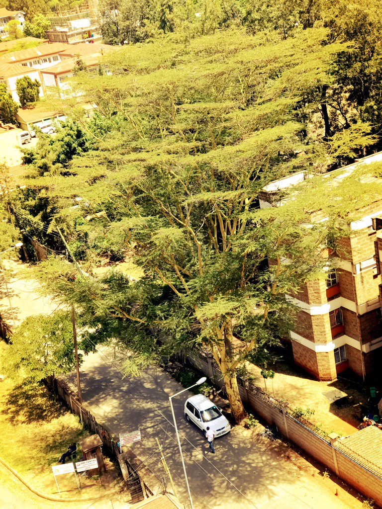 sunnysunwords's tweet photo. Beautiful trees CAN coexist with humans, folks. Leave them be, they're the lungs of the city. https://t.co/QpTVOo2yHJ