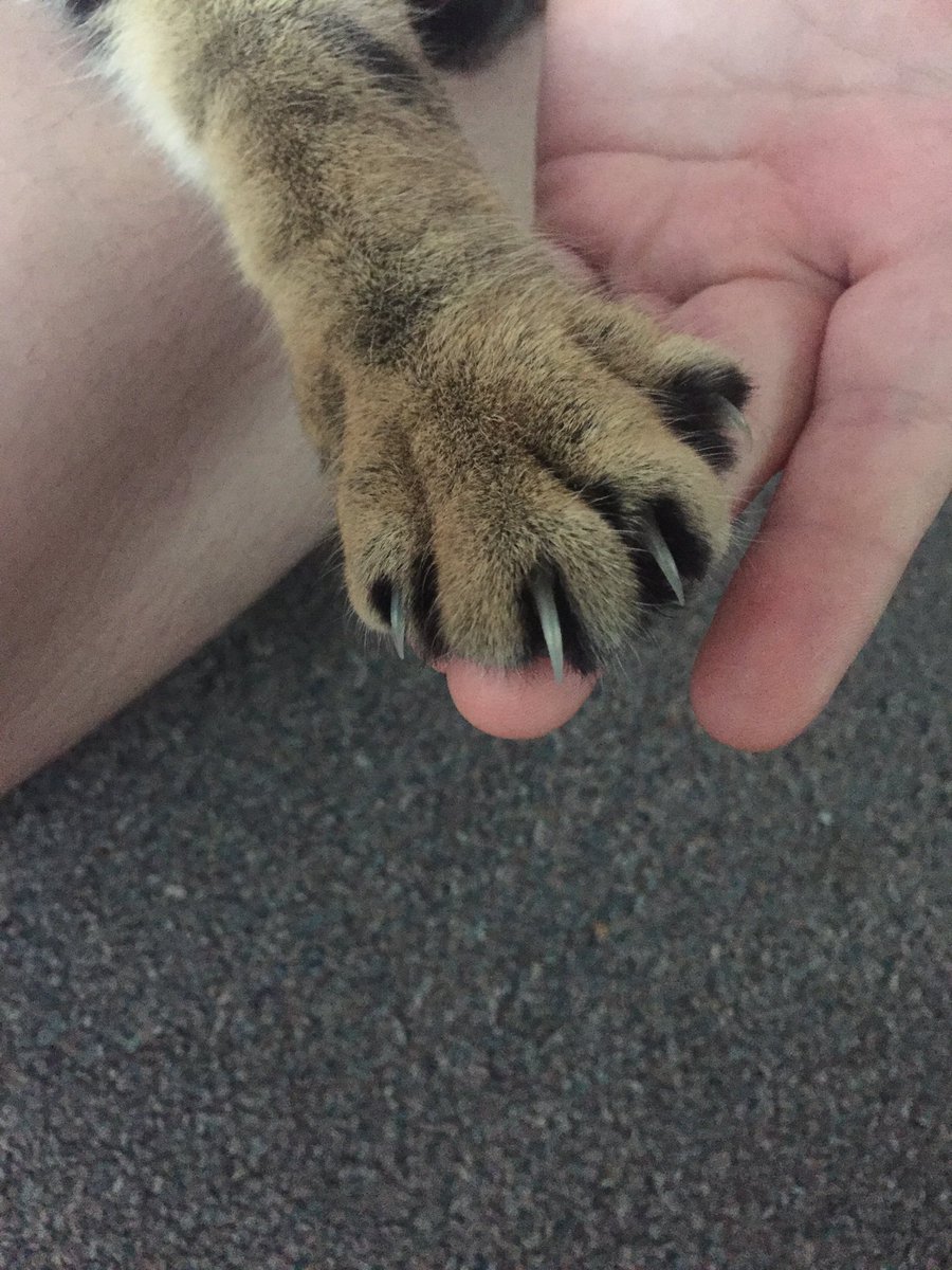 corndogthecat's tweet photo. wake up... #chunch https://t.co/ezchPU5uYz