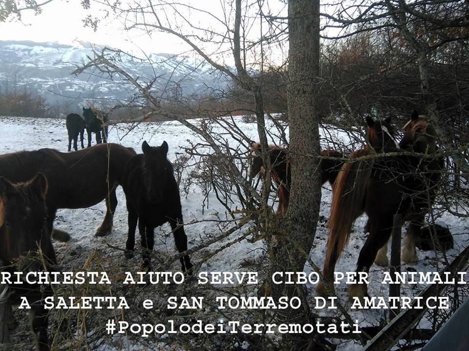AIUTIAMOLI!
Sos animali tra Saletta e Amatrice 
facebook.com/PopolodeiTerre…
@PopolodeiTerremotati
<a href="/terremotocentro/">TerremotoCentro</a> 
#terremotocentroitalia