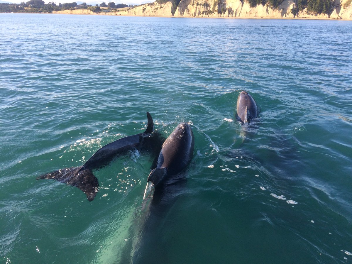 robertlamberts1's tweet photo. Blackfish dolfins at Kina beach #lifeisgood #thisisthelife #dolfins https://t.co/MC3Tg0o19l