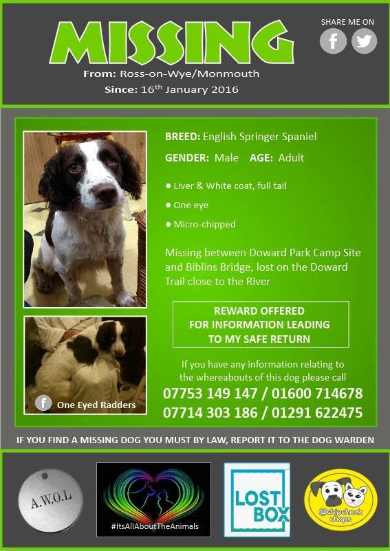 SundaySpaniels's tweet image. @trac_dog Please RT for #OneEyedRadders Missing 1 year tomorrow #Rossonwye #Monmouth could be anywhere. Family are desperate for news