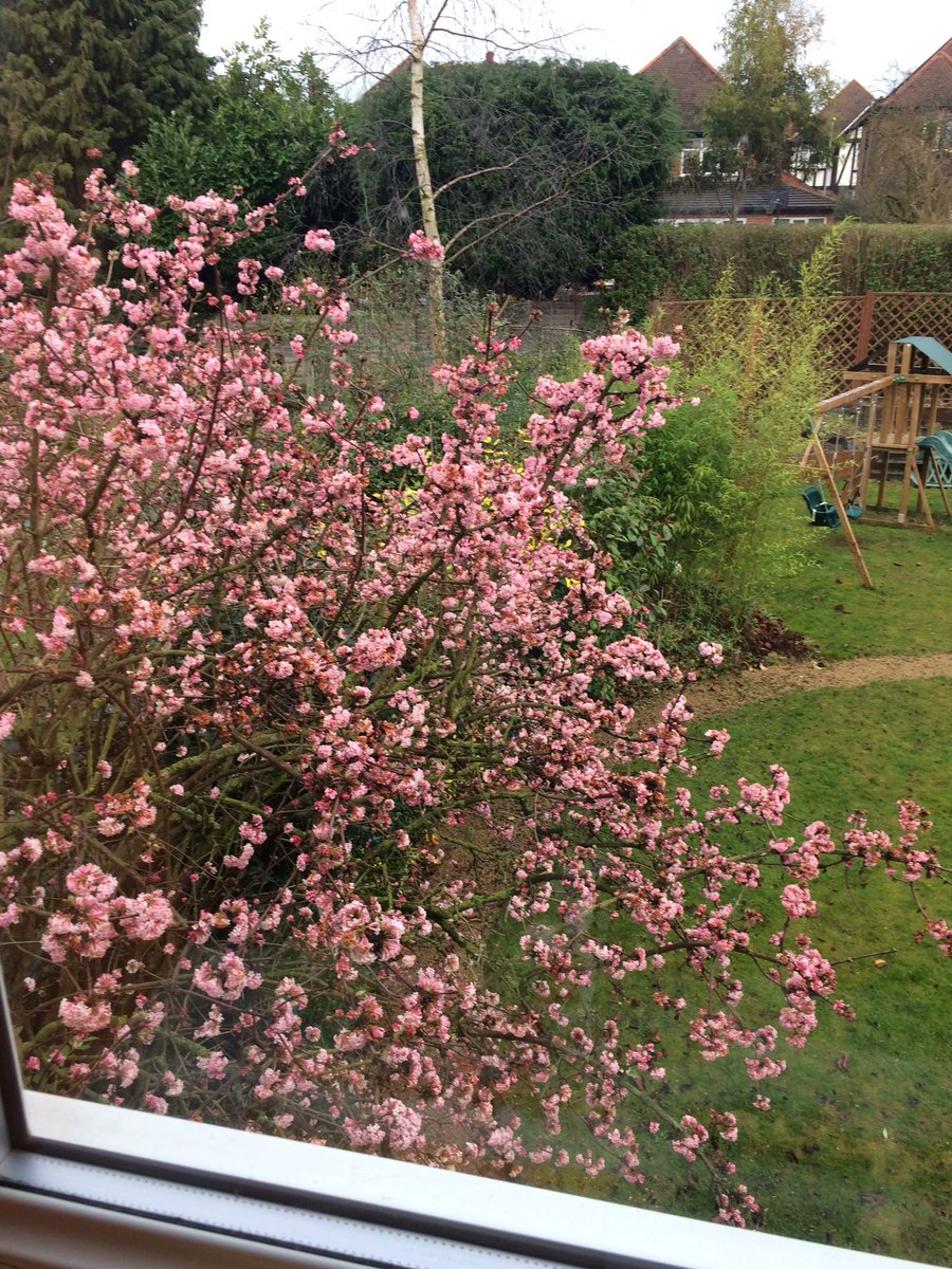 AnnaCollinsuk's tweet image. I thought I saw a Bumblebee. I did see a Bumblebee. Don't ask which..#firstof2017