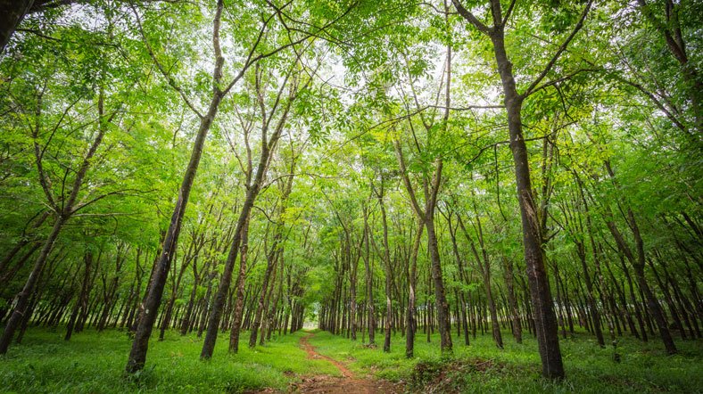 13 yılda dünyadaki ormanların yüzde 7'si yok oldu. 
Tehlikenin farkında mısınız ?