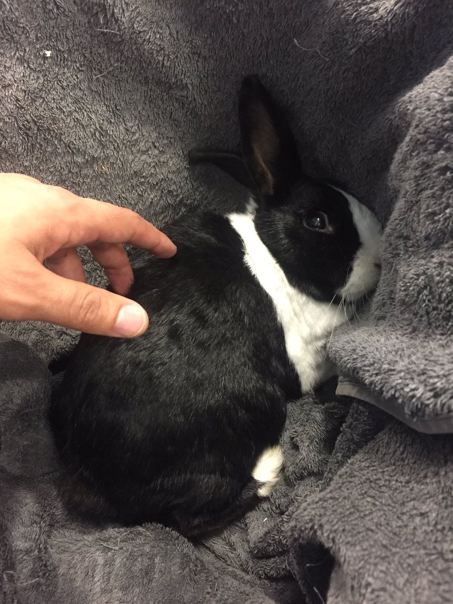 JaeJak's tweet photo. RIP the best Rabbit ever. Loved this boy for 8+years but today had to have him put to sleep. #Bobby was simply an amazing pet. #SoAttached https://t.co/arWqB9K6ay