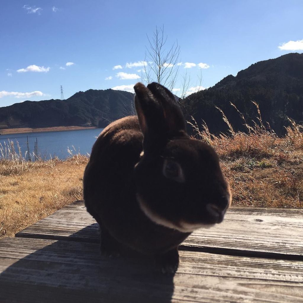 _Mini_Rex_'s tweet photo. Kase River dam🐰Can you dig it?
#bunniesofinstagram #bunny #rabbit #minirex #rabbitsofins… https://t.co/O5tpc6C55K https://t.co/t3VMSNmzJ8