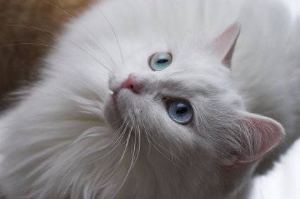 mellowyonder's tweet image. Riceball grew so big..he's a Ricecake now &amp;gt;__&amp;lt;