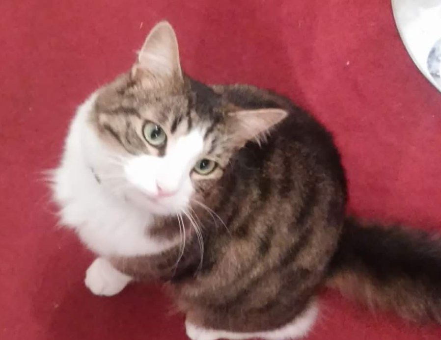 AngleseyLostPet's tweet photo. Marley lost Sept 2016 from #Penchwintan #Glanadda area #Bangor #Gwynedd friendly &amp; likes to get in cars @PetsLocated @AngleseyScMedia https://t.co/f7inswc6iK