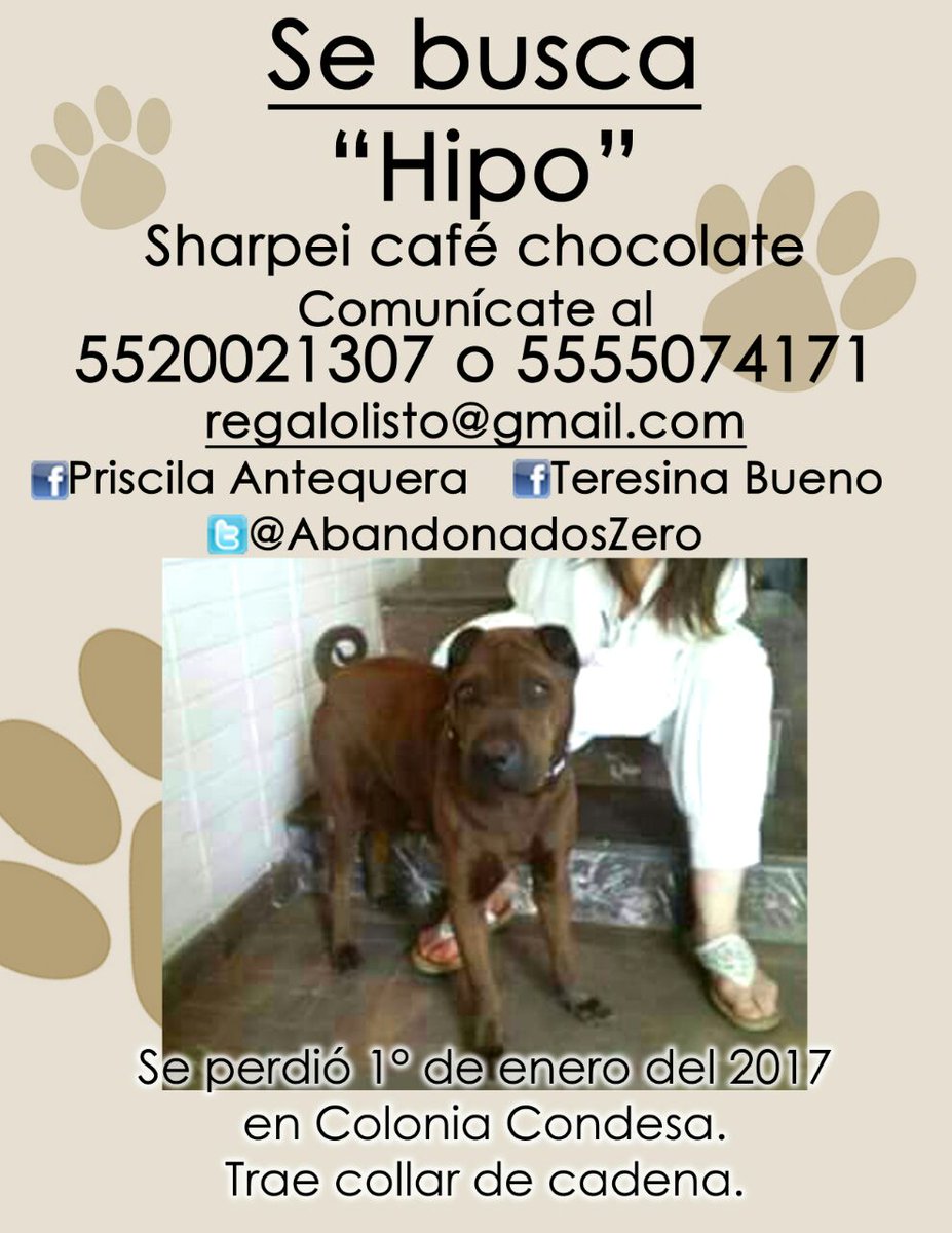 TeresinaBueno's tweet photo. #perro #perdido #extraviado #sharpei #cola #enroscada #pelo #corto #chocolate 5520021307 cdmx @ReginaOrozco @apaolaizquierdo @palabrafilica https://t.co/yQLJKN3PxV