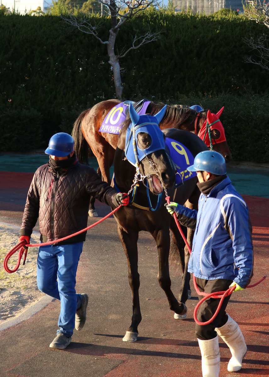 まる W 17 1 15 佐賀競馬場12ｒ 花吹雪賞 3歳牝馬オープン 四国 九州地区交流 桜花賞ステップ競争 アニメート号 お母さんのお父さんはテイエムオペラオー こりゃあ他人事じゃない 謎 2枚目厩務員さんに訴えかけてるようで可愛い