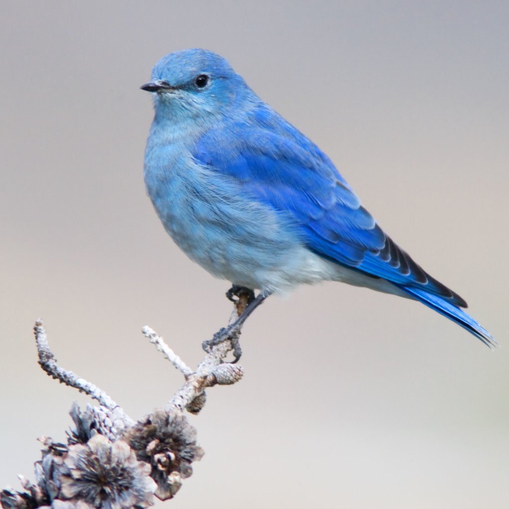 Две синие птицы. Голубой Дрозд. Синешапочный каменный Дрозд. «Синие и красные птицы» (Комарова, с.74). Синяя птица.
