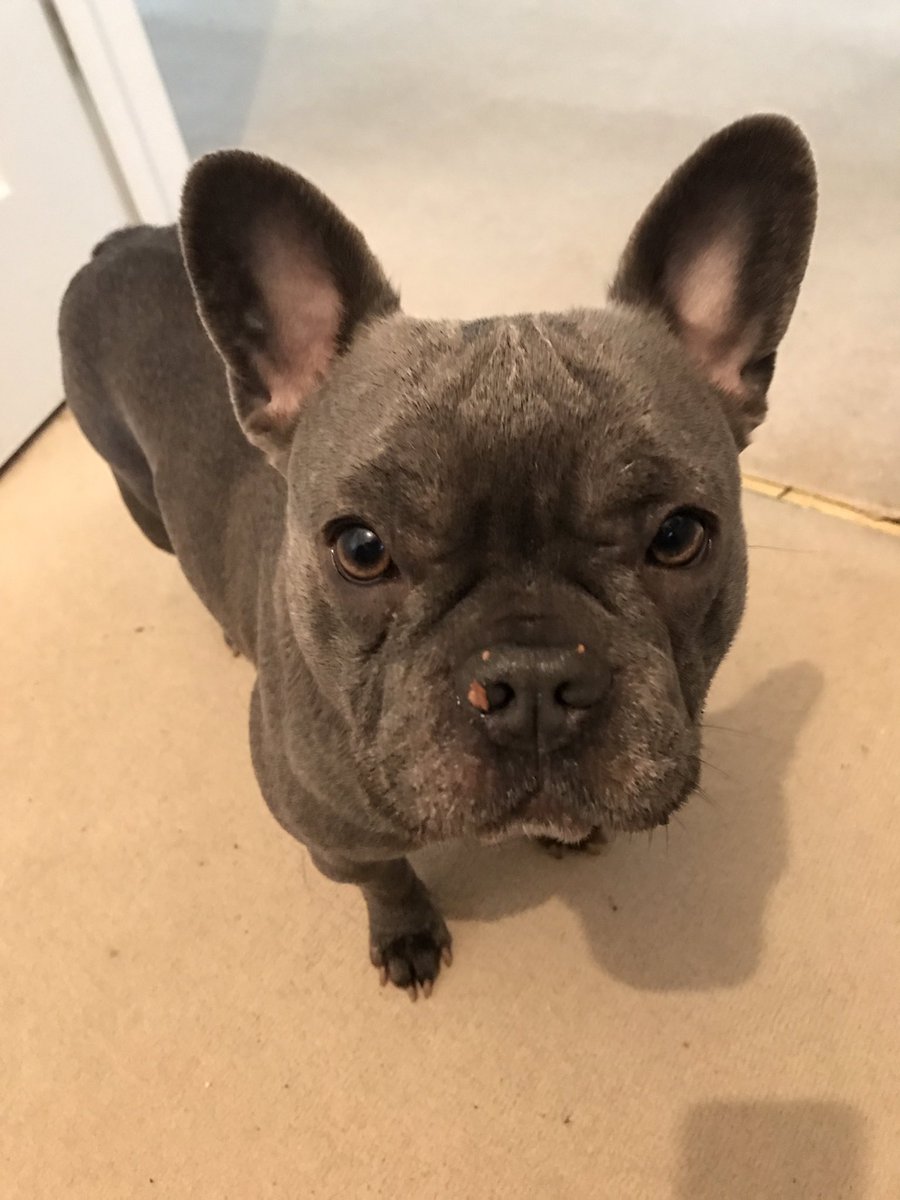 iamcolestevens's tweet photo. @HunnyJax @RealScottMaslen @carlyjenkins123 @MayorofLondon @Trish4Animals @Anji1402 so sad, I hope you find her, she looks like my Paris :0( https://t.co/PAygrkE1n5