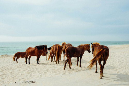 2017babes's tweet photo. 2017 goal: go horse riding on the beach 🌹 https://t.co/EyYPjteWJx