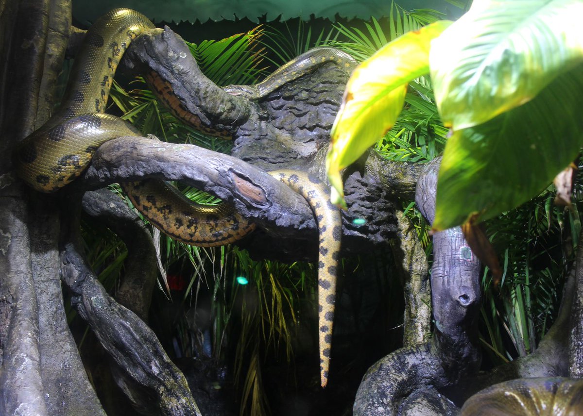 NEAQ's tweet photo. Lazy Sunday #anaconda #snakesintrees #lazysunday https://t.co/TZdUg4h0sV
