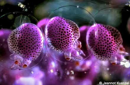 OurOcean's tweet photo. See 18 incredible photos of teeny-tiny ocean creatures! https://t.co/JDu3dAZzCy via @EarthTouch https://t.co/V0dD38HpCL
