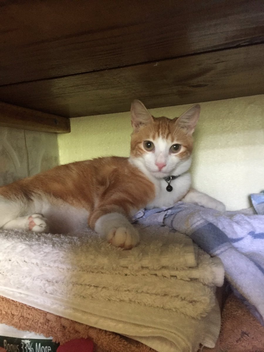 pukipie's tweet photo. @Vanalikes #CatsOfTwitter @harlequin_van @BitchestheCat @Mr_Bailey_Cat @Schrody_Cat @DrSchrodinger15 Maxfound Chester's hideout🙀mayb trouble https://t.co/N1xboDkaHV