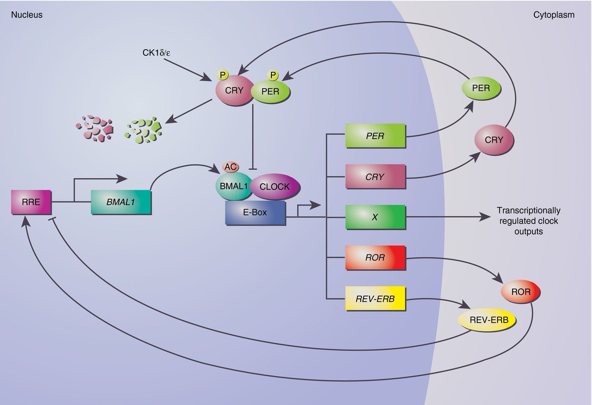 British Society for Immunology tweet media