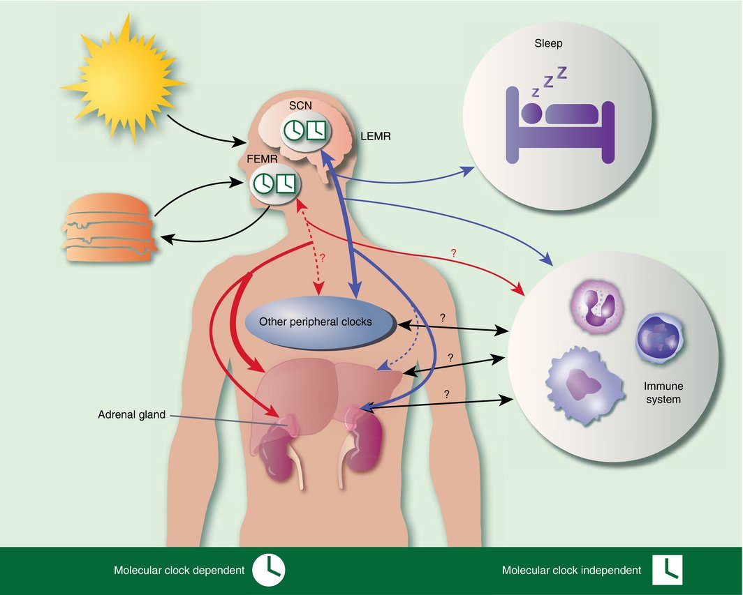 British Society for Immunology tweet media