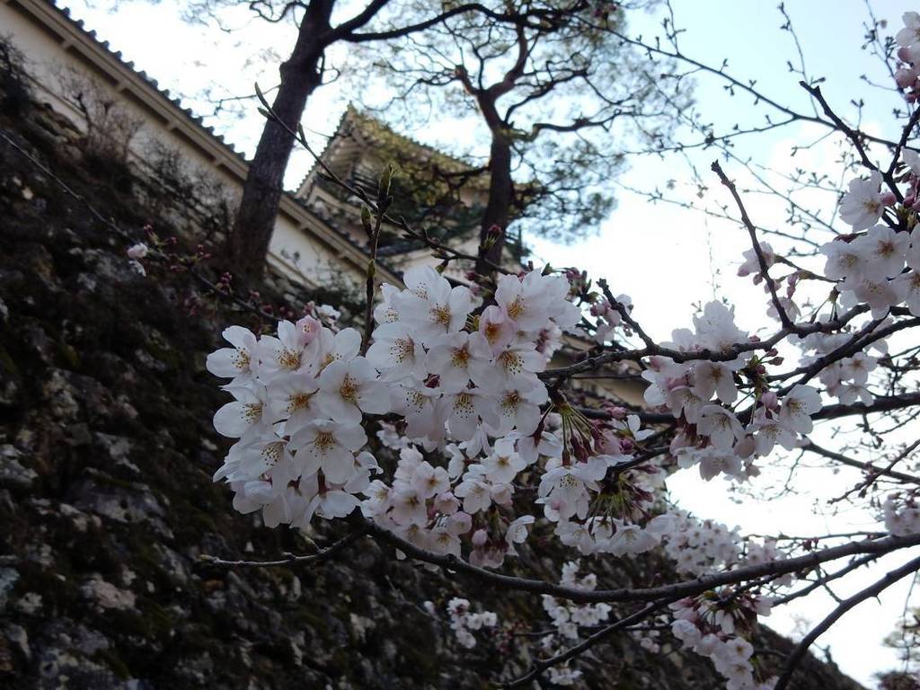jcvd2000's tweet photo. #kochicastle #mainkeep #高知城 本丸
#castle #castles #castles_oftheworld #castelli_in #manor_n_… https://t.co/vZTUNQmqeG https://t.co/lq0tpAn5Tn