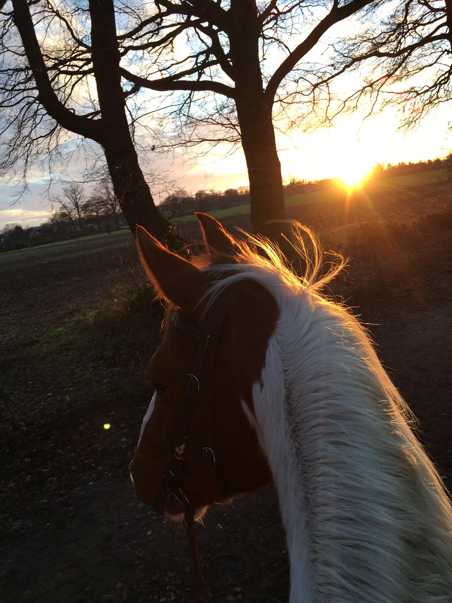 nathalieklapp's tweet photo. Beautiful Sunset ๐ #Sunset #Photography #Horseriding #WonderfulNature #GreatSunday #lovingtheweekends https://t.co/g25dS3K1Bo